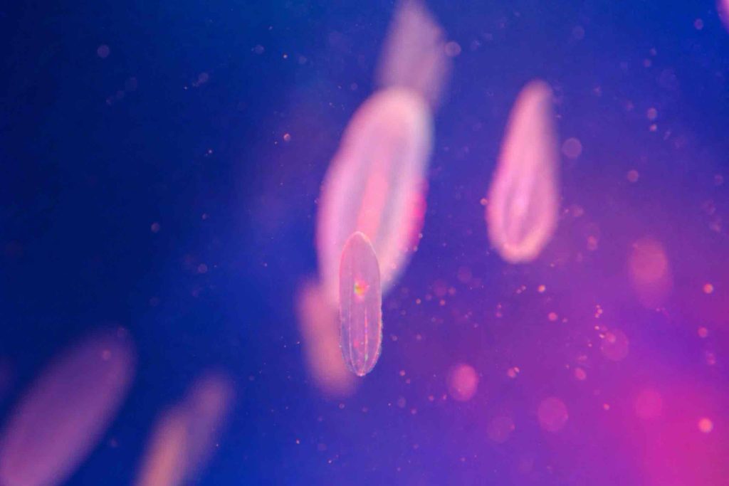 aim 81856 vacinas mrna cancro instagram horizontal A tecnologia da vacina COVID está a dar frutos no cancro